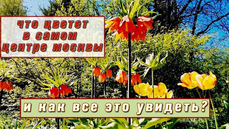 САДЫ И ПАРКИ МОСКВЫ И ПОДМОСКОВЬЯ.