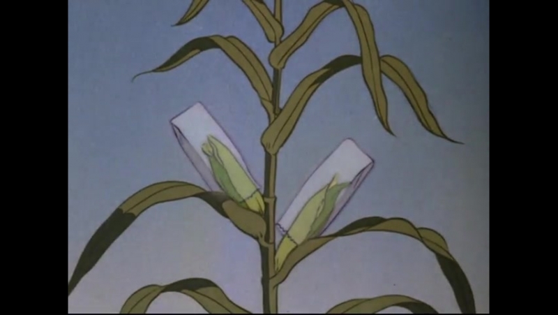 Animation