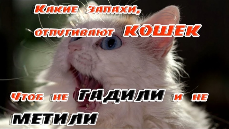 Кошки