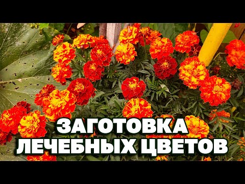 Наше зрение