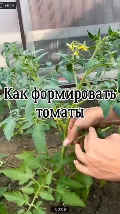 Выращиванте овощей