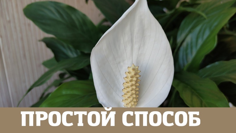 Комнатные цветы