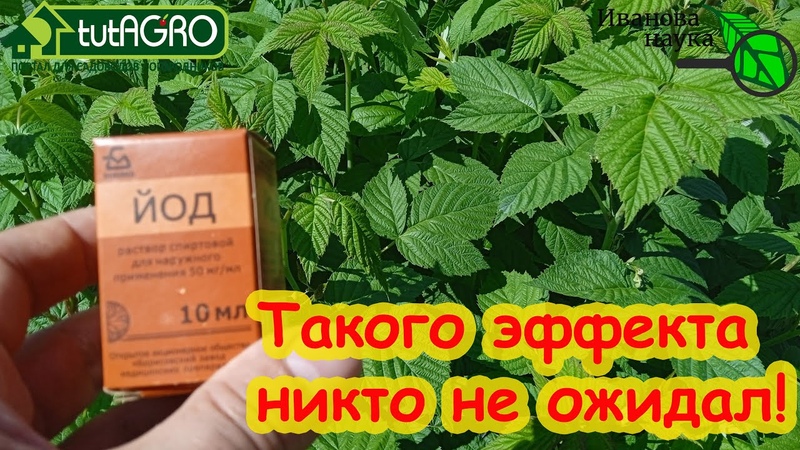 Сад