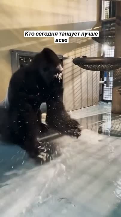 Жаль, что арап, а лучшего жениха грех нам и желать!))