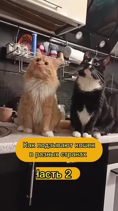 МУЗ++++