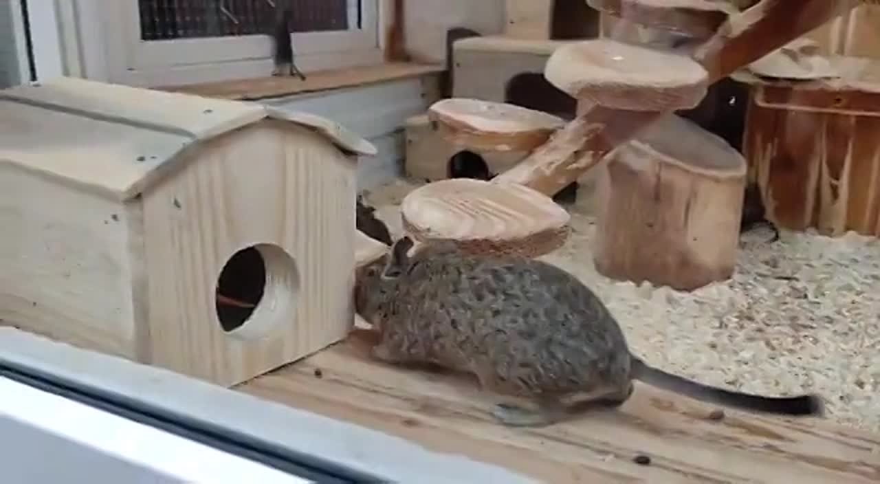 Funny videos
