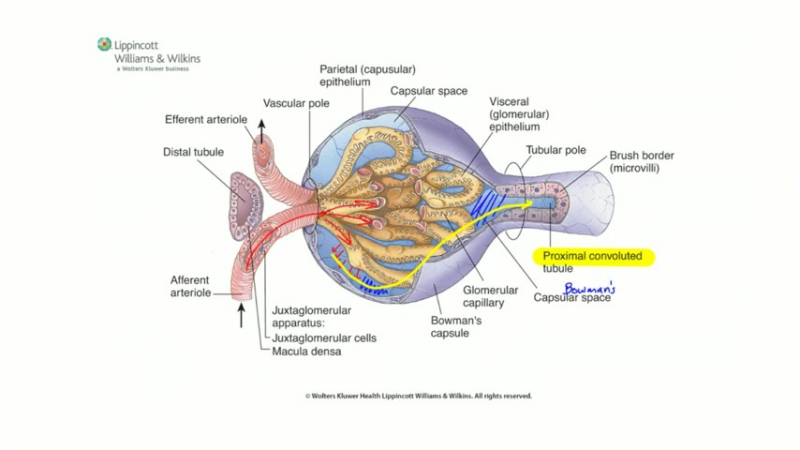 PART 3 - SYSTEMIC PART - NEPHROLOGY