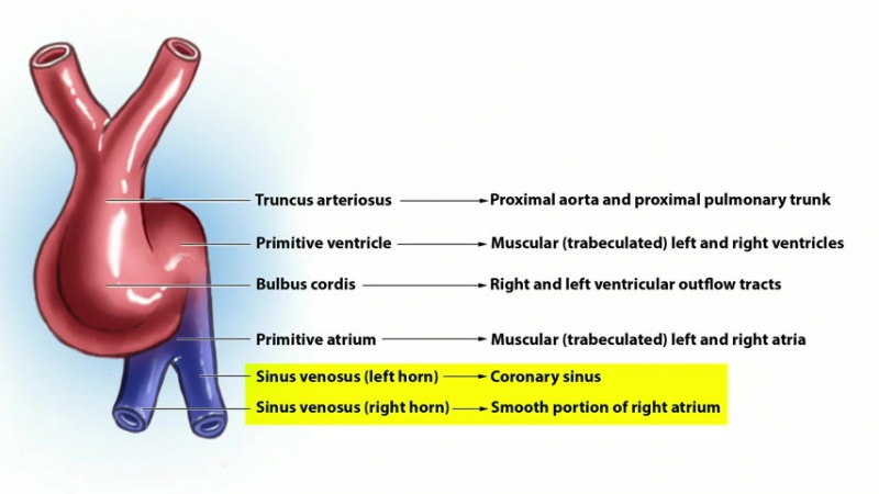 PART 3 - SYSTEMIC PART - CARDIOLOGY