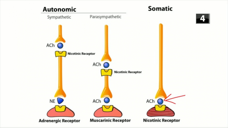 PART 3 - BASIC PART - BASIC PHARMACOLOGY