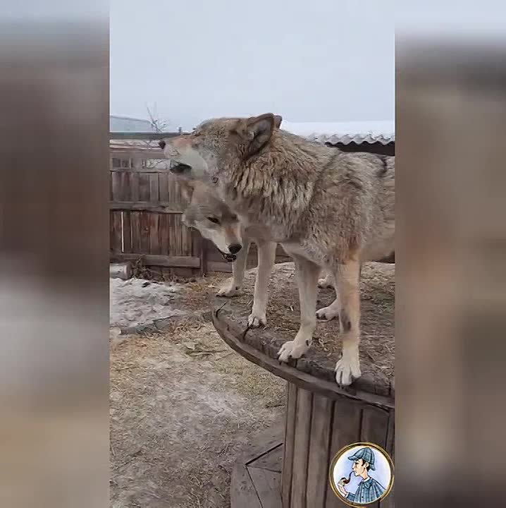 Приколы