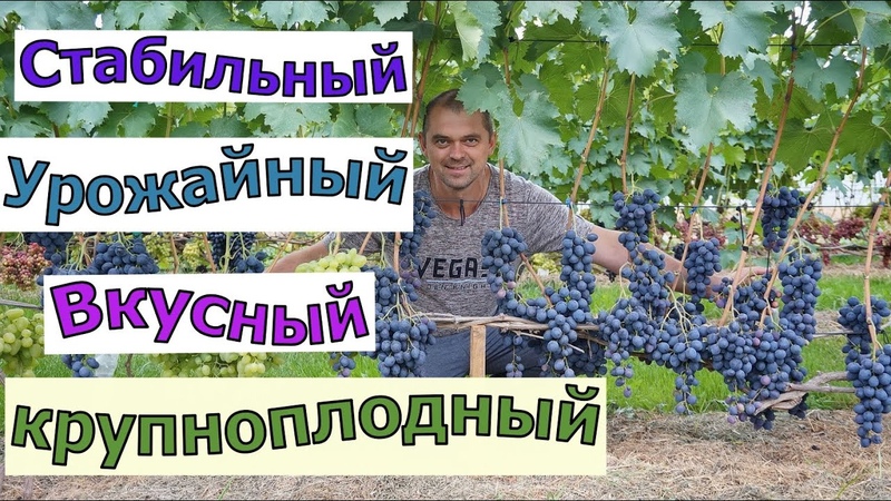 Столовый виноград