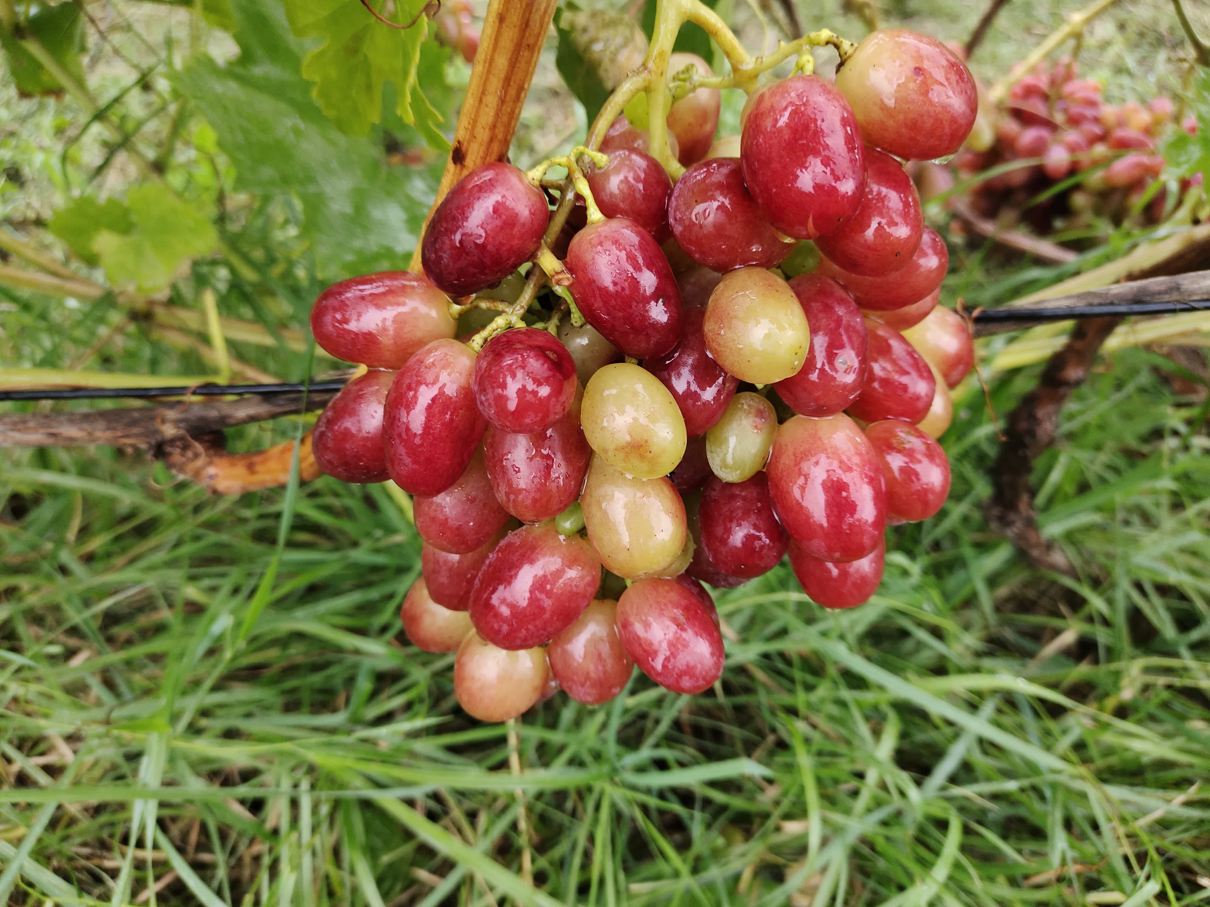 ОСЕННИЕ ЗАМОРОЗКИ