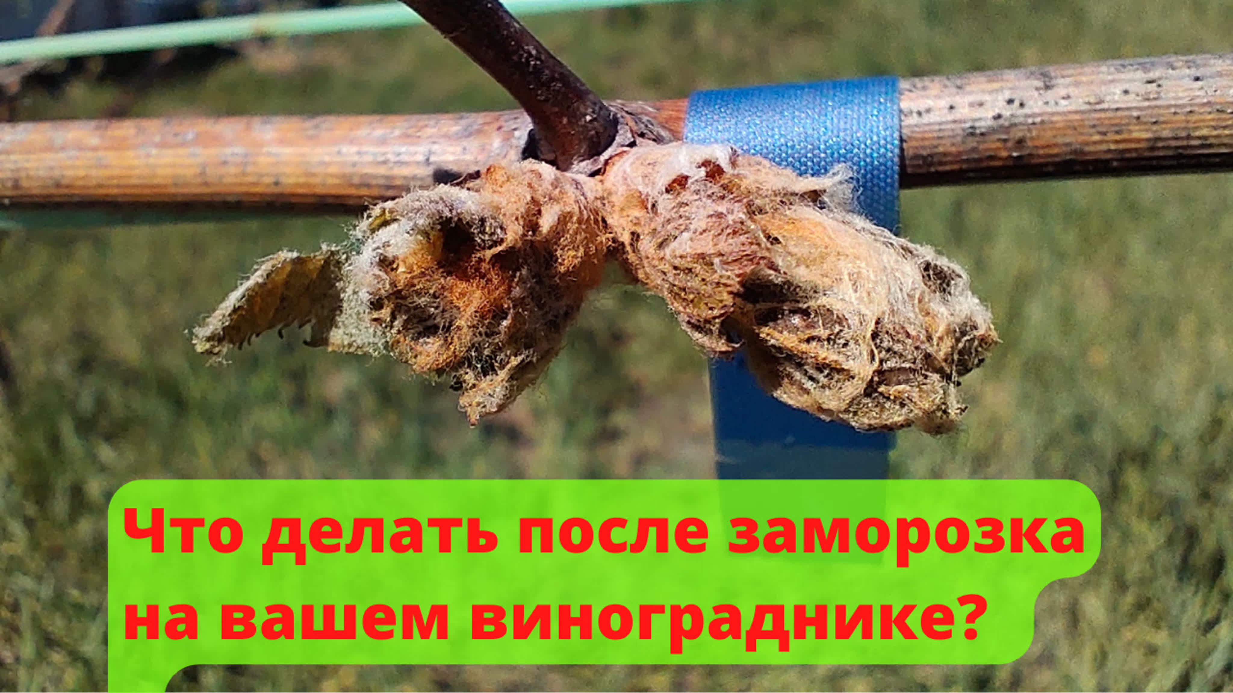 ВЕСЕННИЕ ЗАМОРОЗКИ