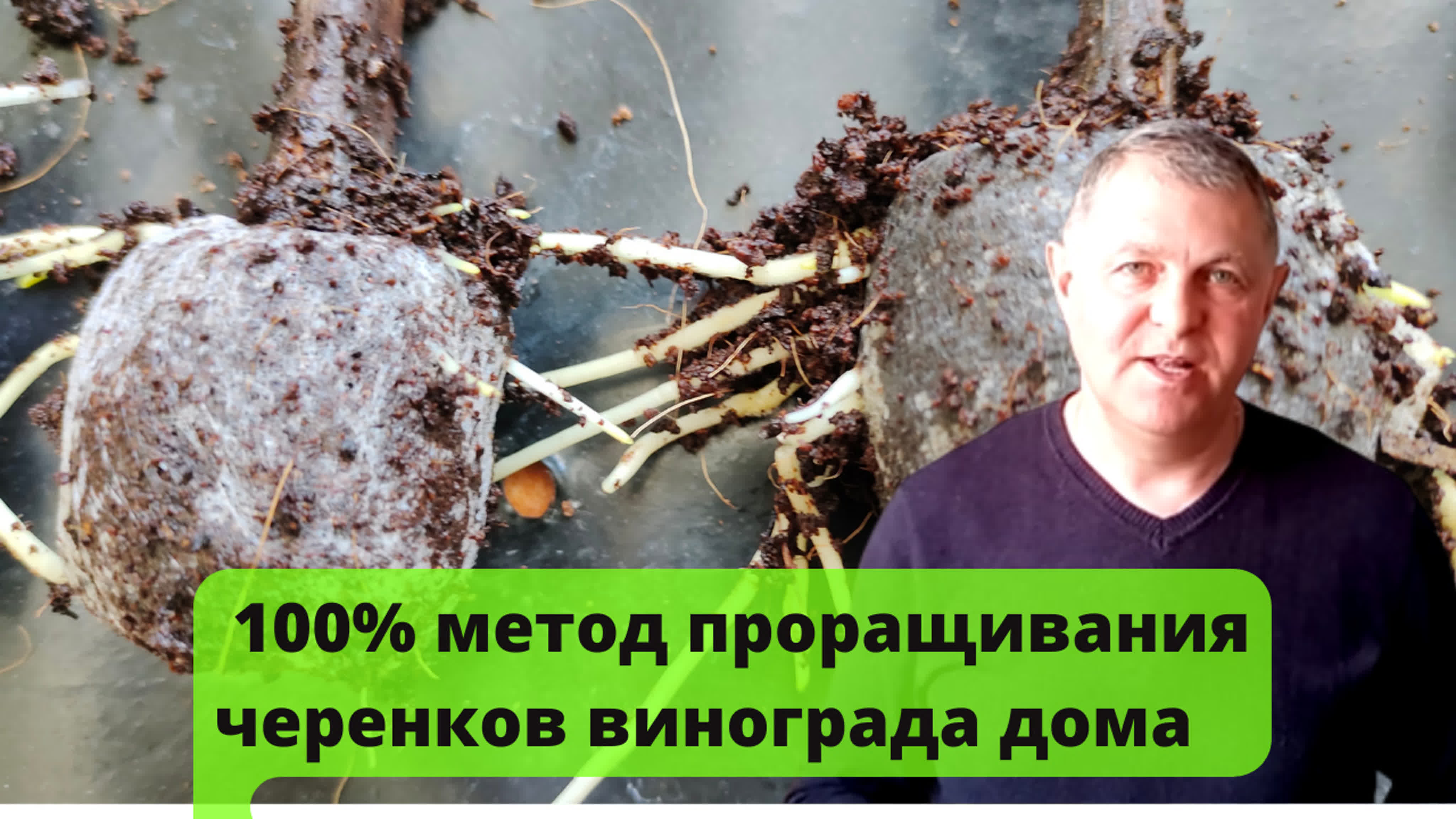 УКОРЕНЕНИЕ ЧЕРЕНКОВ ВИНОГРАДА.