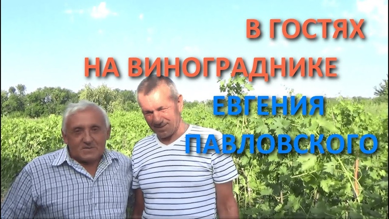 ВИНОГРАДАРИ