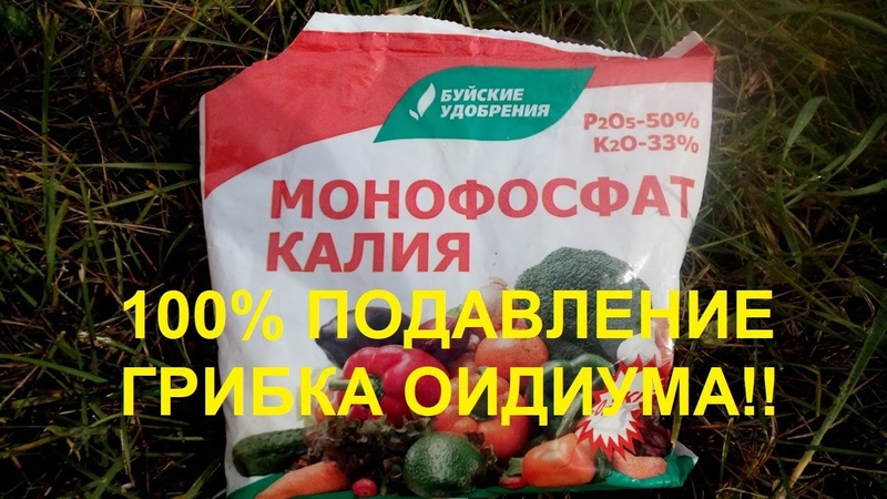 БОЛЕЗНЬ ВИНОГРАДА ОИДИУМ
