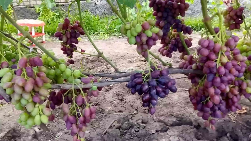ГРАД И ВИНОГРАД.