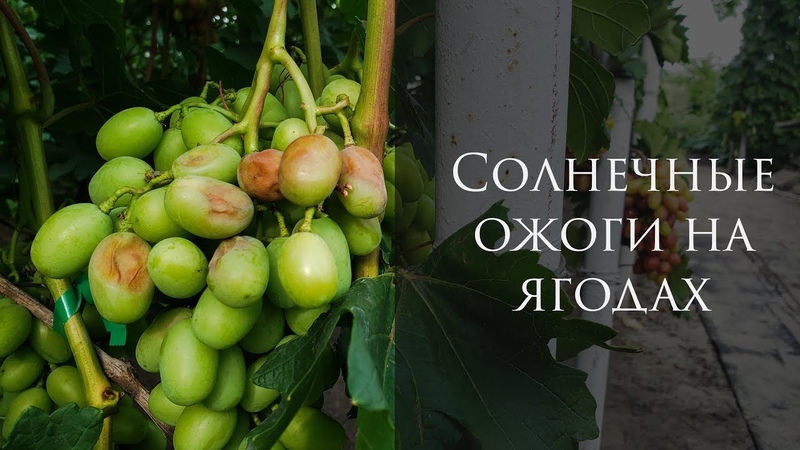 СОЛНЕЧНЫЙ ОЖОГ ВИНОГРАДА