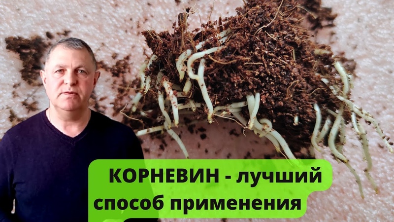 СТИМУЛЯТОРЫ РОСТА