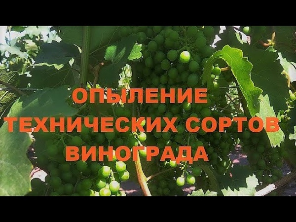 ЦВЕТЕНИЕ И ОПЫЛЕНИЕ