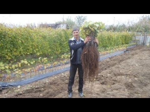 ВИНОГРАДНАЯ ШКОЛКА