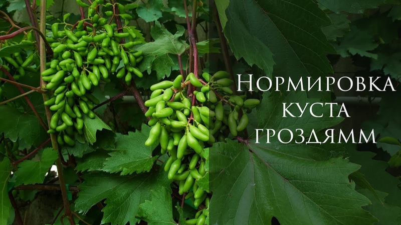 НОРМИРОВКА ВИНОГРАДА
