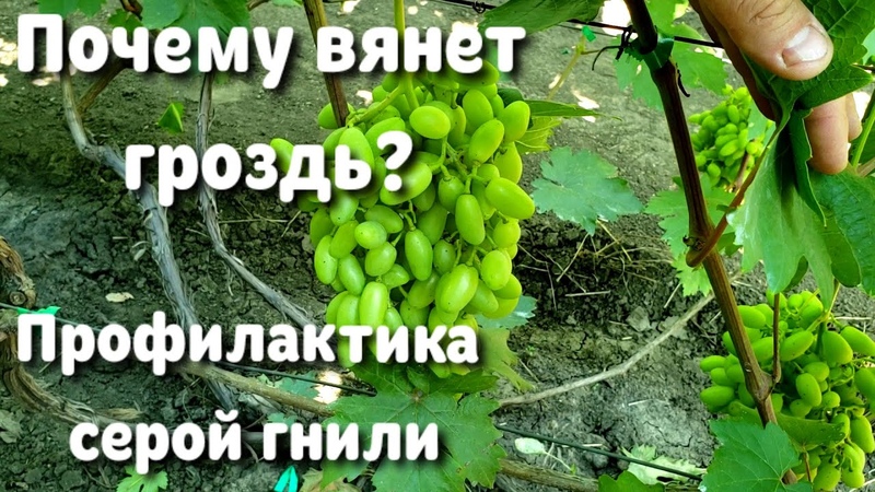 ЗАЩИТА ВИНОГРАДА ОТ ВРЕДИТЕЛЕЙ И БОЛЕЗНЕЙ.