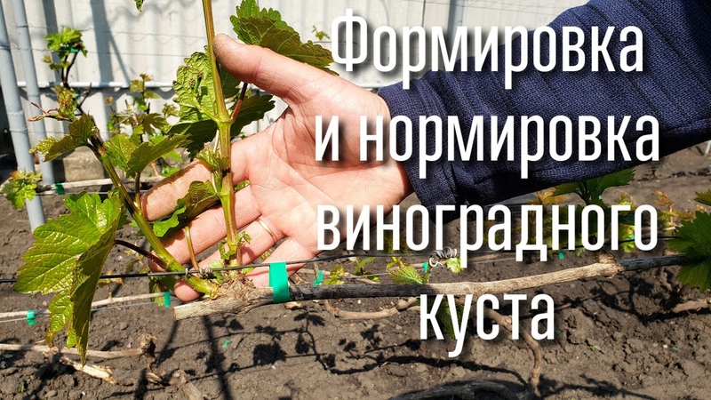 ФОРМИРОВКА ВИНОГРАДНОГО КУСТА.