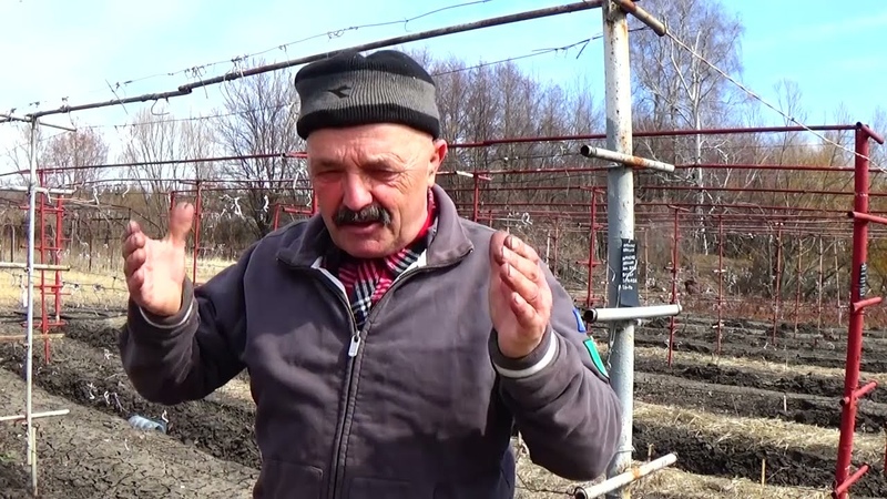 ОТКРЫТИЕ ВИНОГРАДА