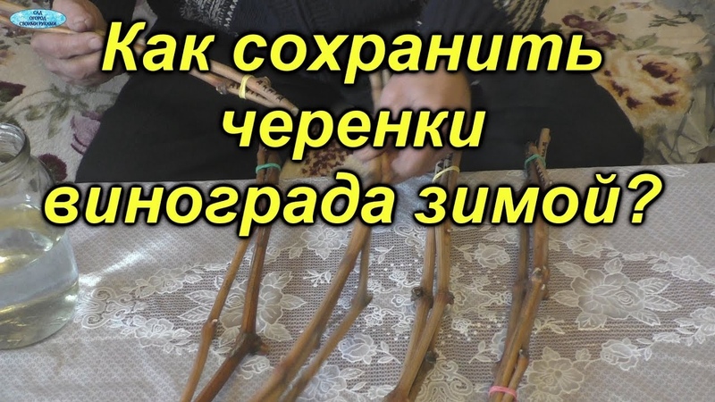 ХРАНЕНИЕ ЧЕРЕНКОВ (САЖЕНЦЕВ) ВИНОГРАДА.