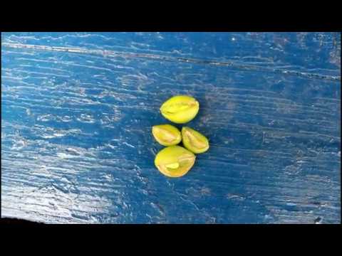 УДОБРЕНИЕ ДЛЯ ВИНОГРАДА