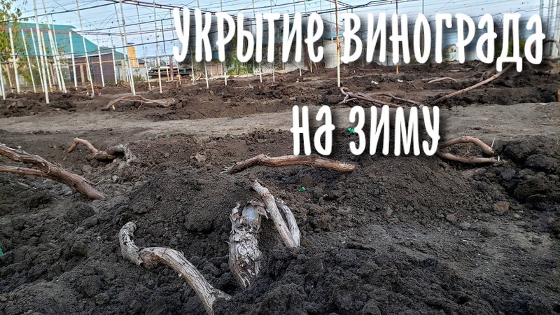 УКРЫТИЕ ВИНОГРАДА НА ЗИМУ