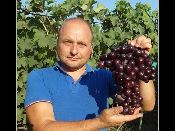 СОРТА И ГИБРИДНЫЕ ФОРМЫ ВИНОГРАДА.