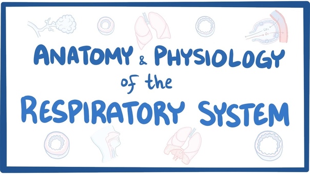 Pathophysiology of external respiration