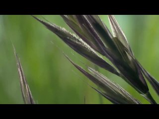 Animation