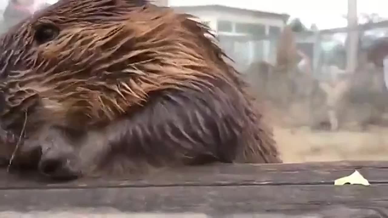 Мотиваторы