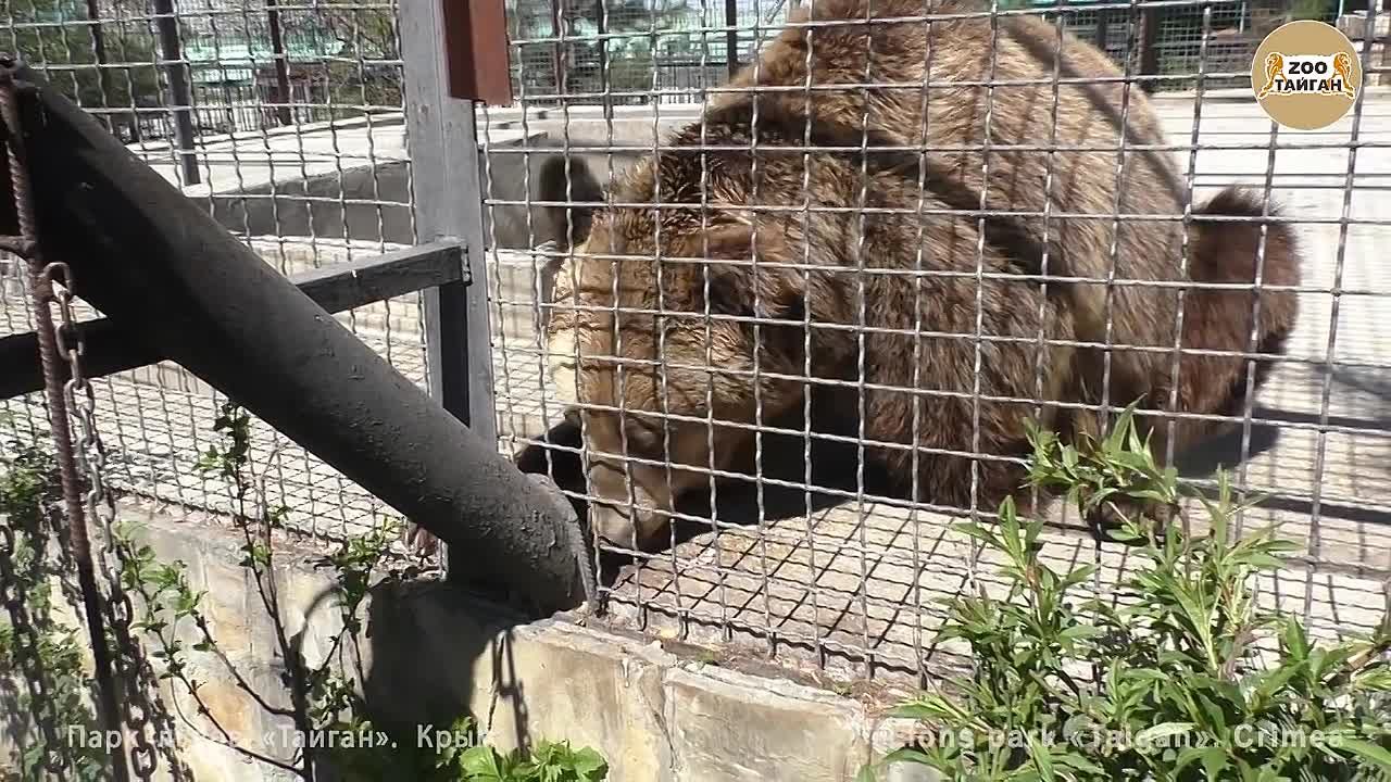 Медведи