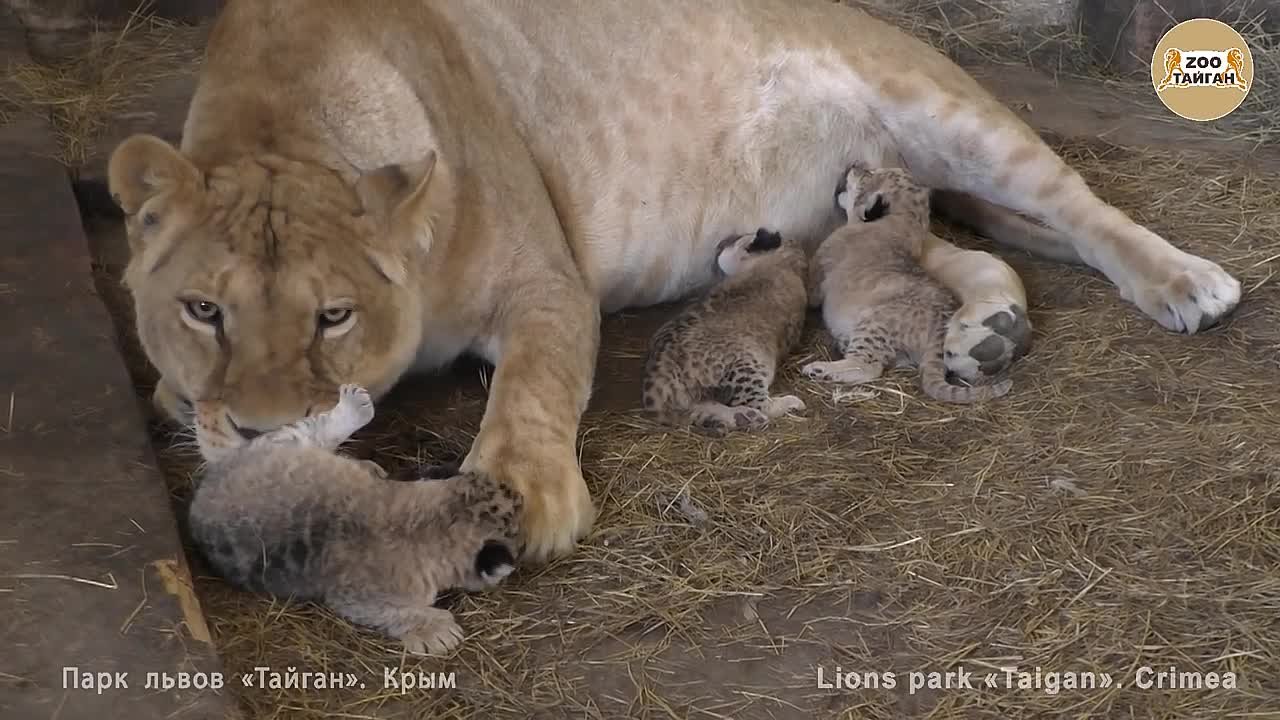 Львица Лола.