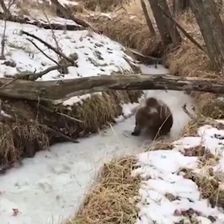 Разные видео о животных