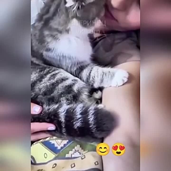 Милые видео с котиками 😽