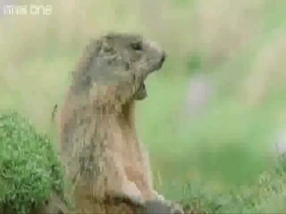 Эти забавные животные