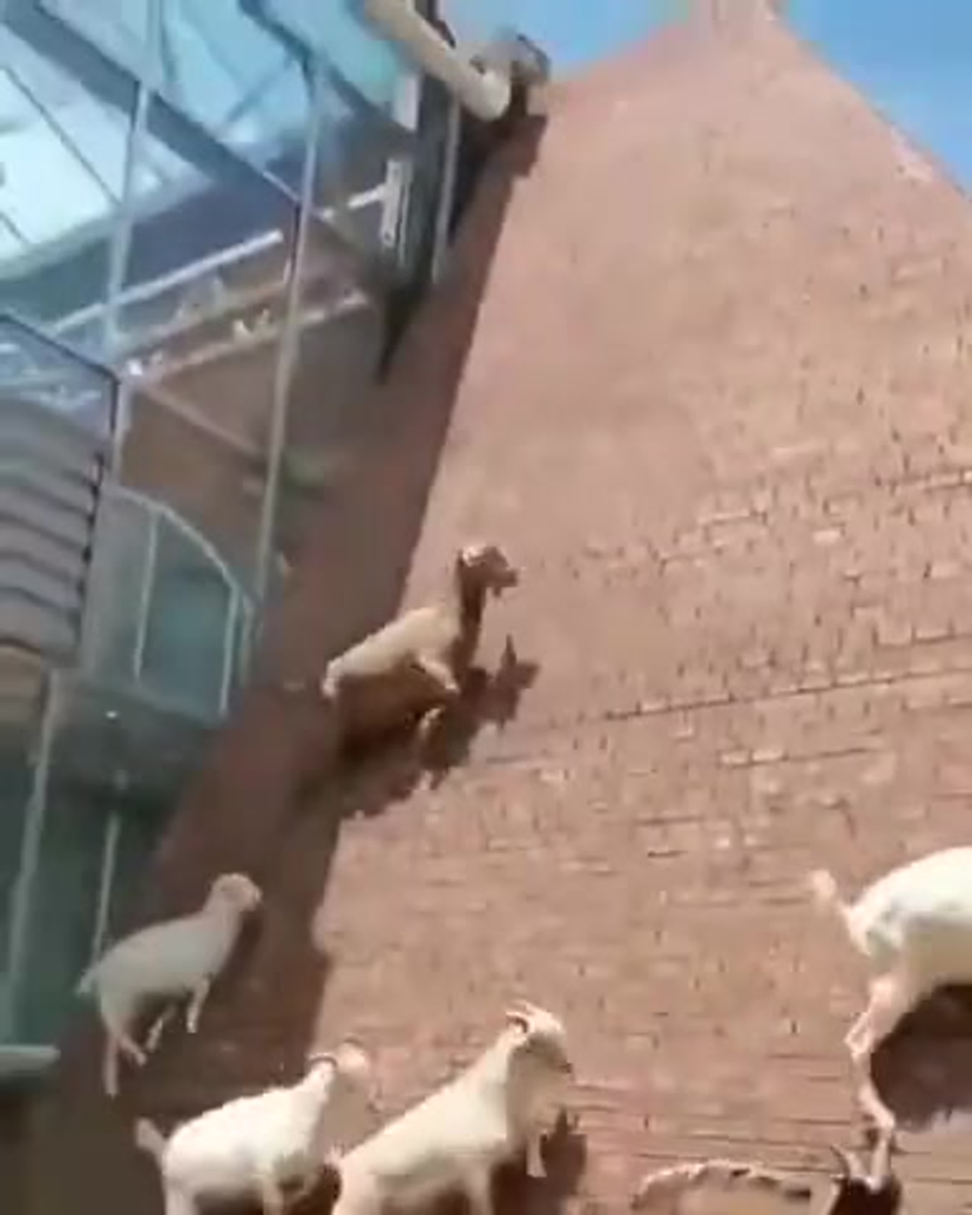 Приколы