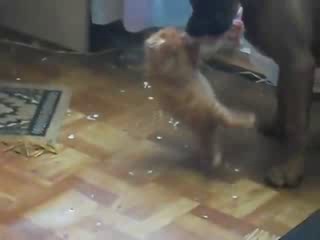 КОТЭ рулят!