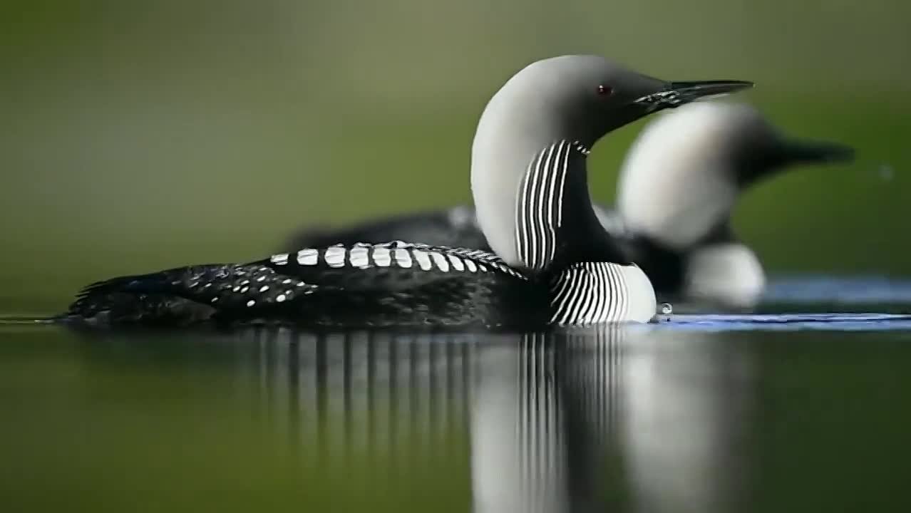 Гагарообразные