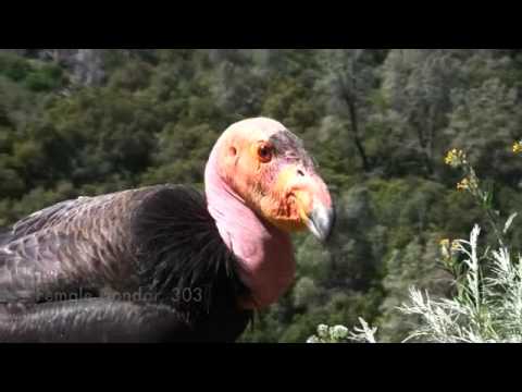 Американские грифы
