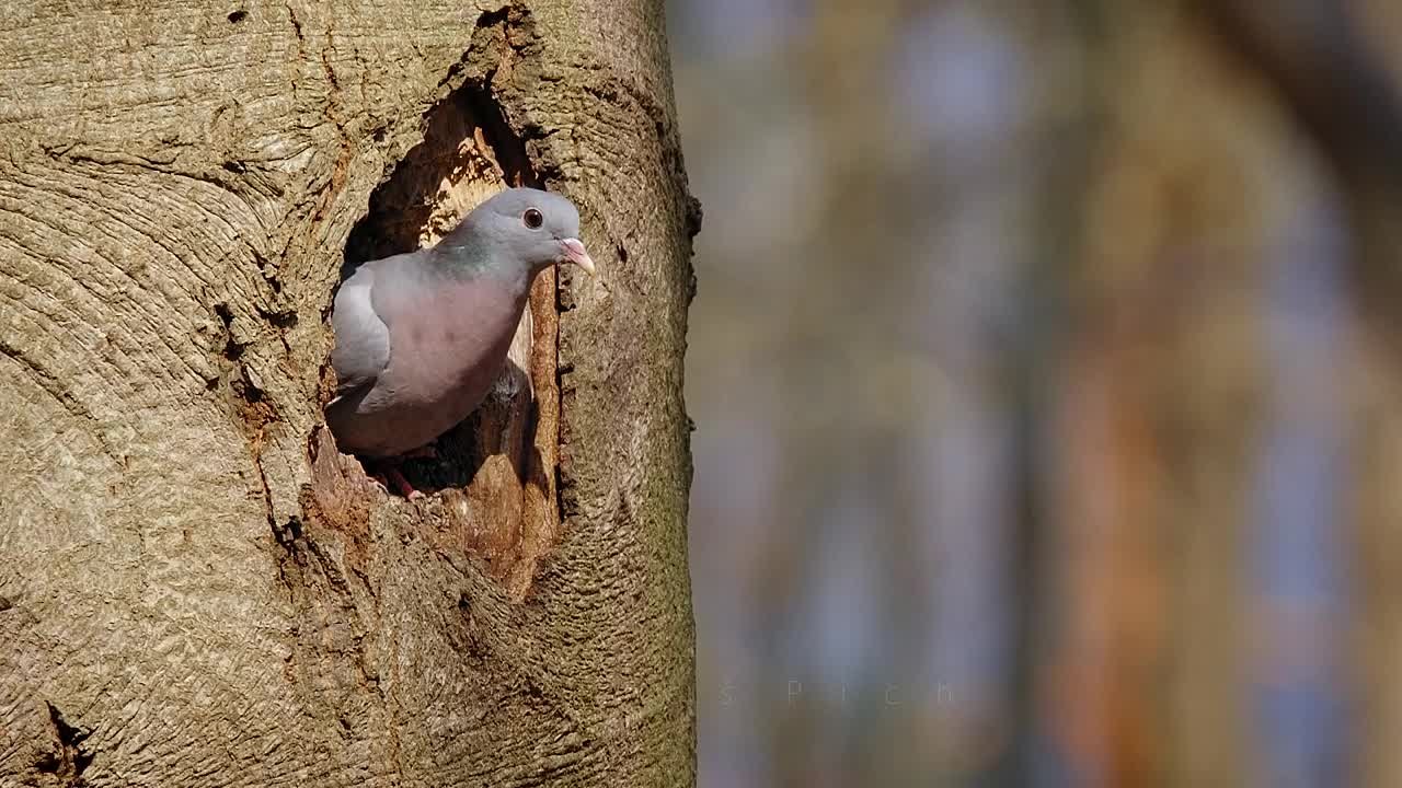 Голубеобразные