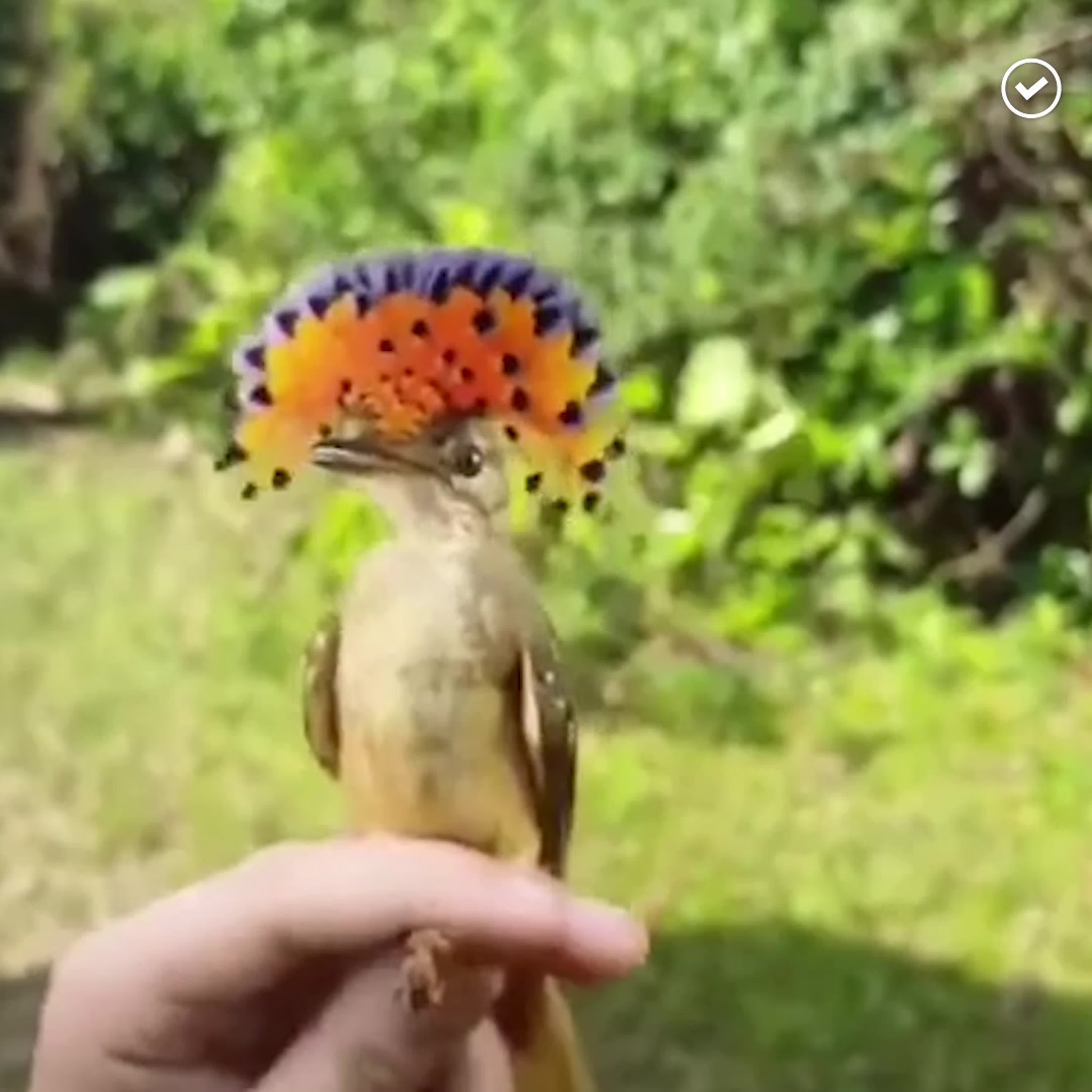 Хроники Земли