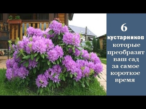 дача