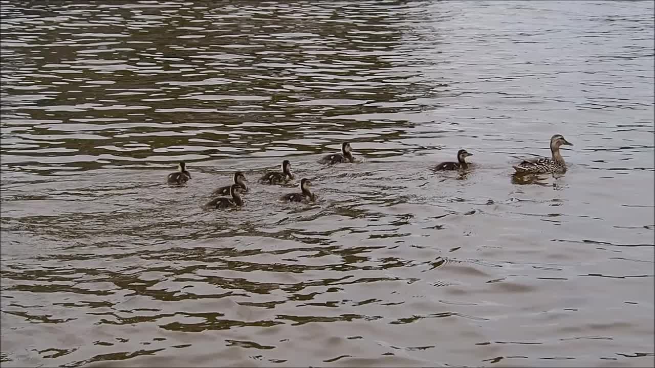 На Важинке