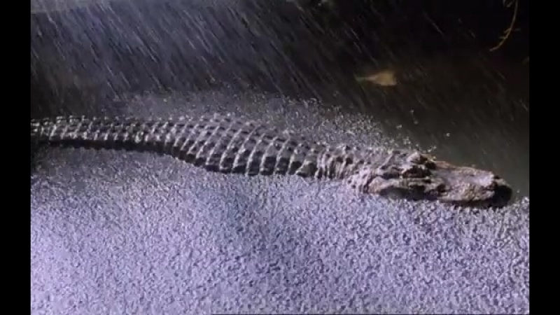 Питер Гринуэй ( Peter John Greenaway )